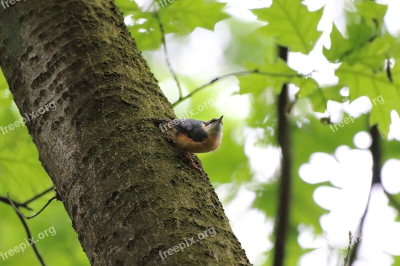 Bird Nature Tree Animal Animal World