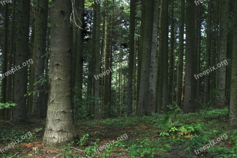 Forest Tree Nature Landscape Forests