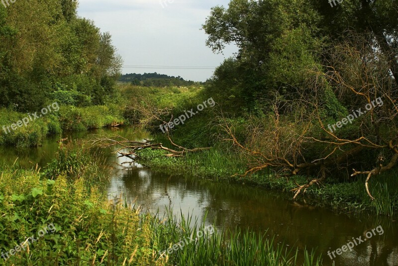 River Green Nature Tree Water