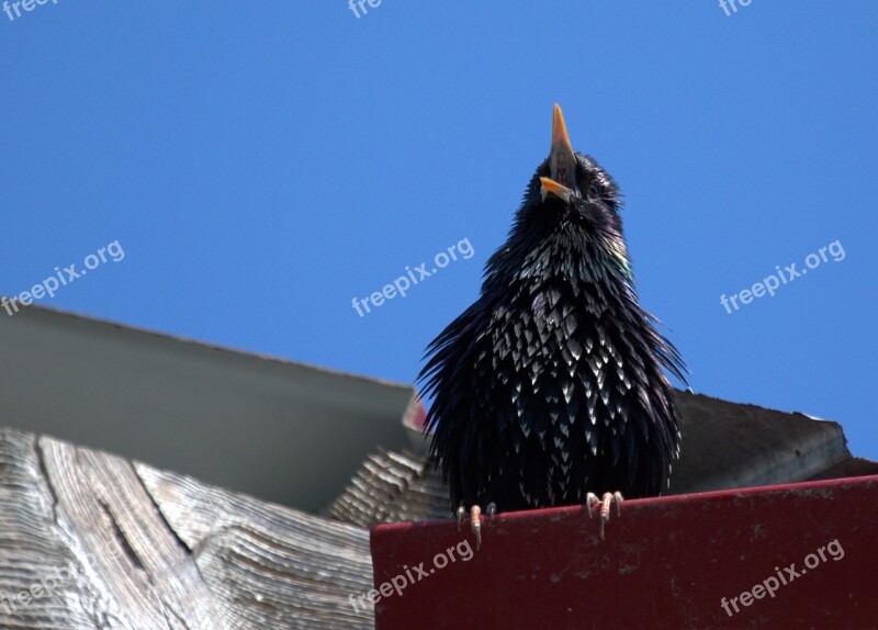 Starling Birds The Song Mating Free Photos