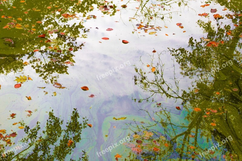 Pond Water Nature Mirroring Free Photos