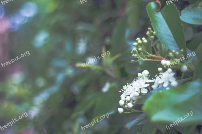 White Flowers Spring Bloom Free Photos