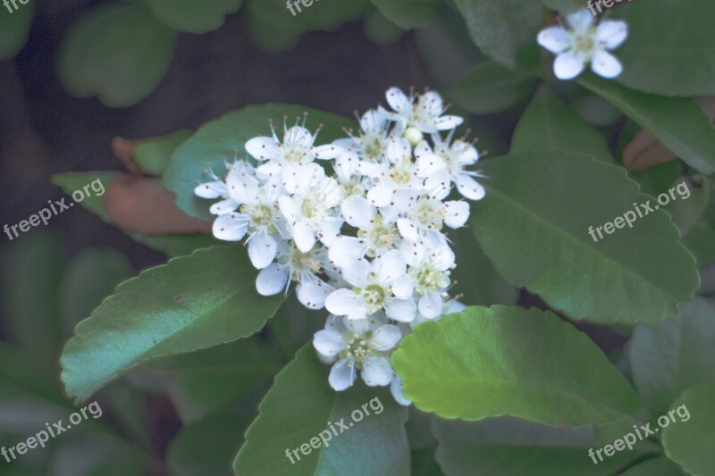 White Flowers Spring Decorative Free Photos