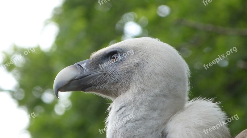 Vulture Bird Nature Animal Wildlife