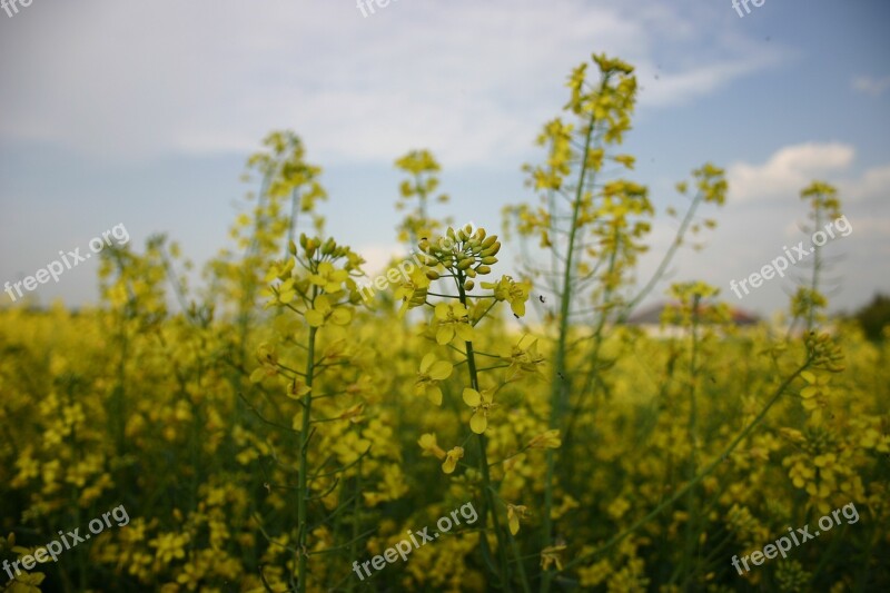 Yellow Plant Rapeseed Meadow Fields