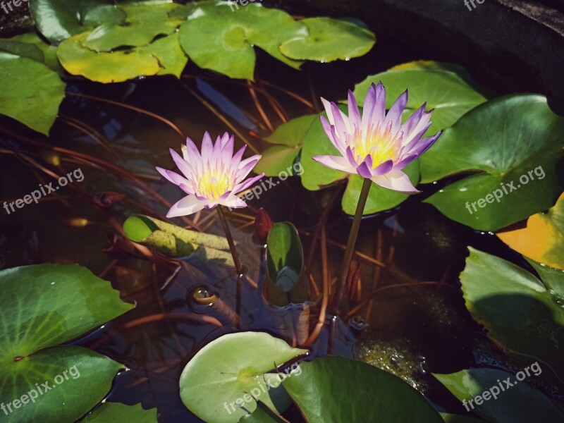 Lotus Blossom Nature Plant Flower