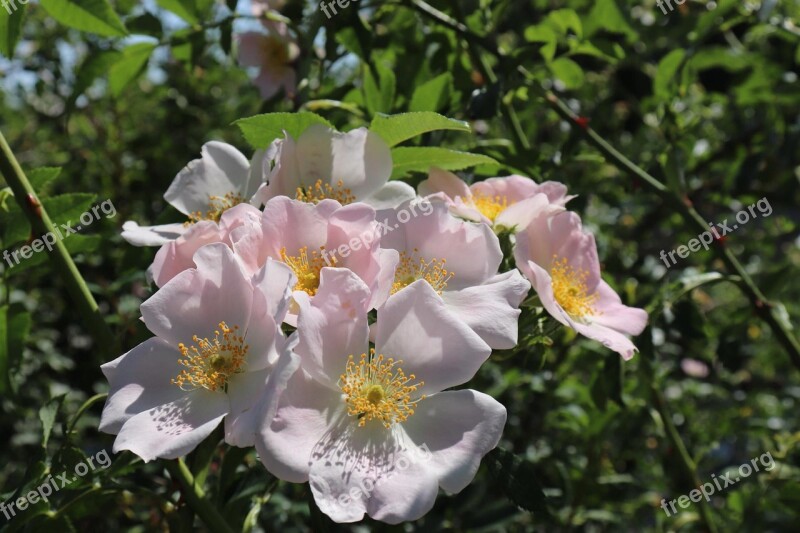 Eglantine Wildflower Wild Rose Wild Background