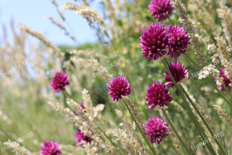 Field Herbs Stem Pink Green