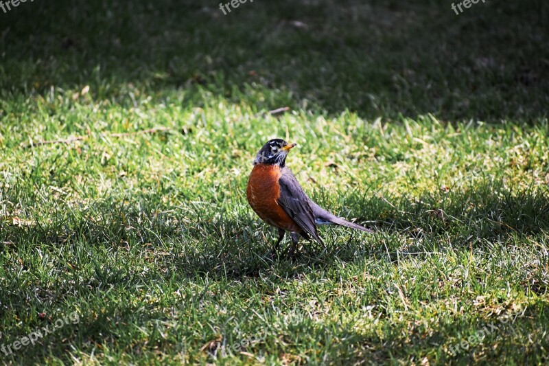 Bird Robin American Robin Nature Songbird