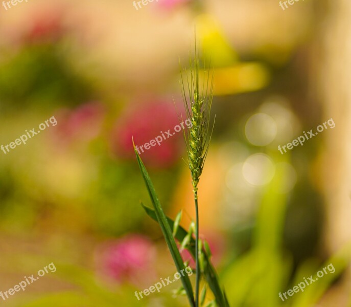 Barley Cereal Agriculture Grain Food