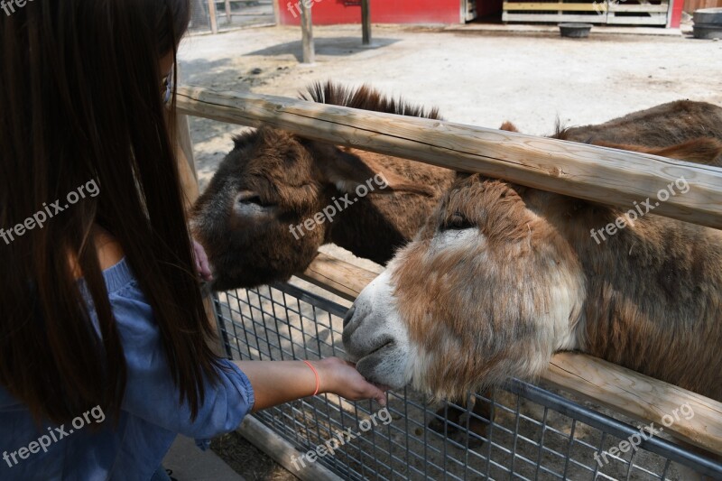 Burro Petting Zoo Donkey Mule