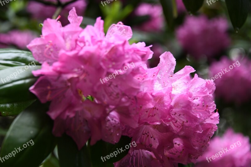 Azalea Flowers Pink Bloom Bush