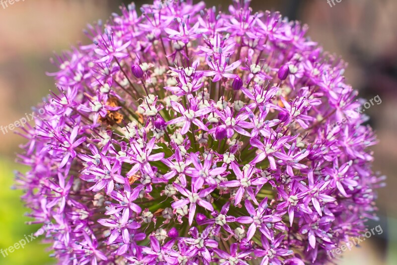 Ornamental Onion Blossom Bloom Red Plant