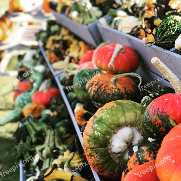 Pumpkin Farm Autumn Gourd Squash