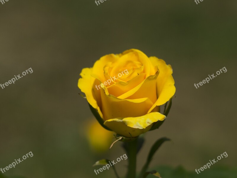 Rose Petal Flowers Flower Nature