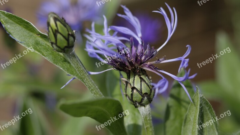 Flower Garden Spring Nature Petals