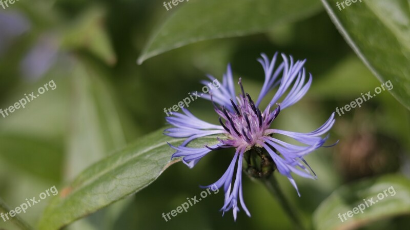 Flower Garden Nature Spring Petals