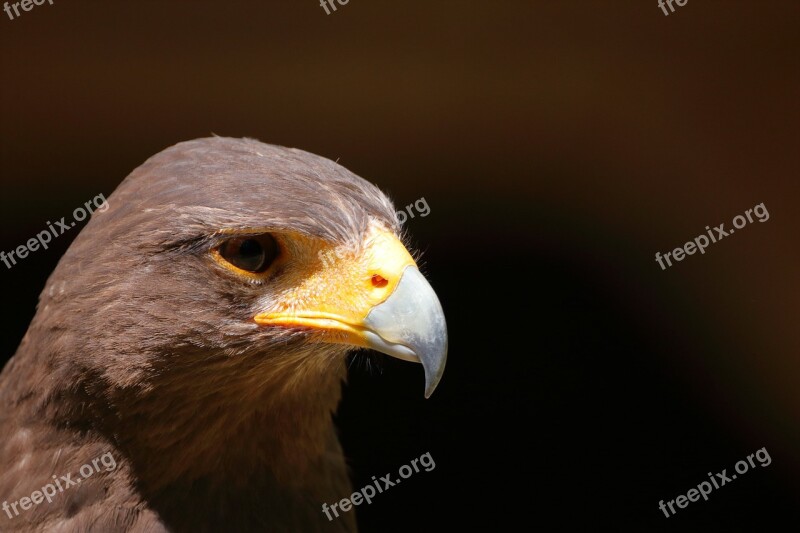 Bergisches Land Bird Raptor Wildlife Park Bird Of Prey