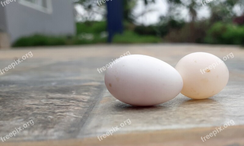 Bird Eggs Birds Egg Eggs Spring Chicks