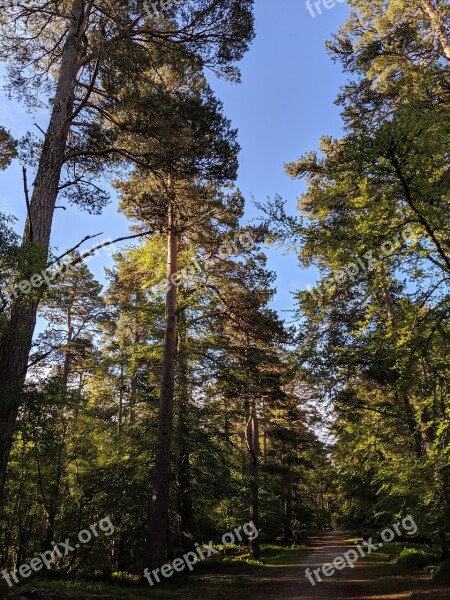 Trees Woodland Forest Blue Sky