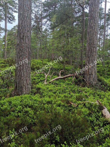 Forest Woodland Nature Trees Woods