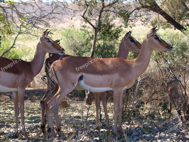 Impala Gazelle Animal World Antelope Nature