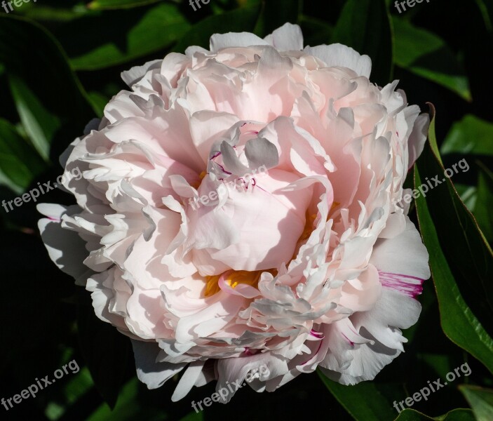 Peony Blossom Bloom Lush White Pink