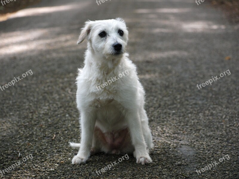 Parson Russell Terrier Terrier Dog Dog Look Animal Portrait