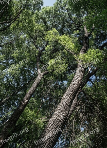 Trees Summer Sky Greens Foliage