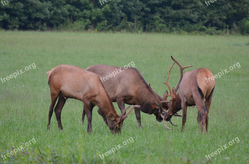 Herd Elk Momentum Bull Momentum Mammal National Park