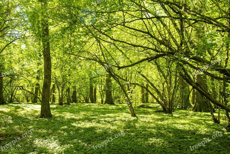 Forest Oak Trees Nature Tree Spring