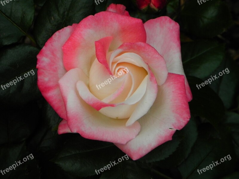 Rose White Wedding Nature Flower