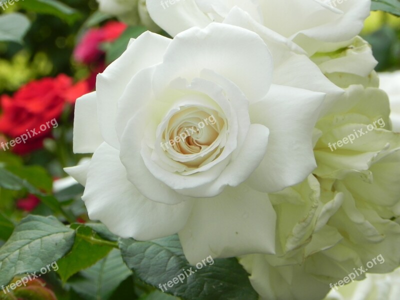 Rose White Wedding Nature Flower