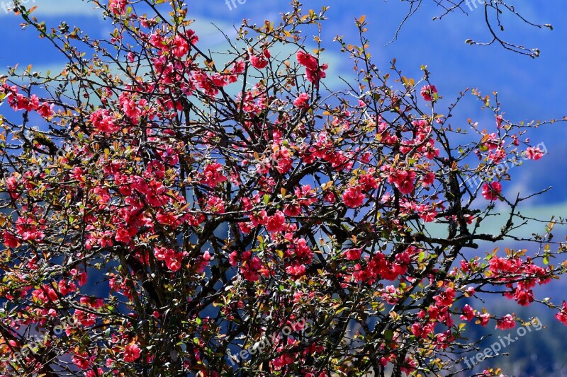 Blossom Nature Flower Garden Pink