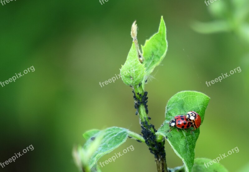 Ladybug Leaf Green Aphids Lucky Charm