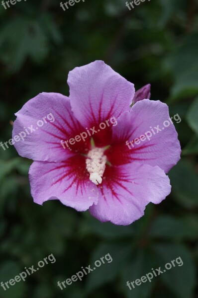 Hibiscus Flower Floral Tropical Blossom