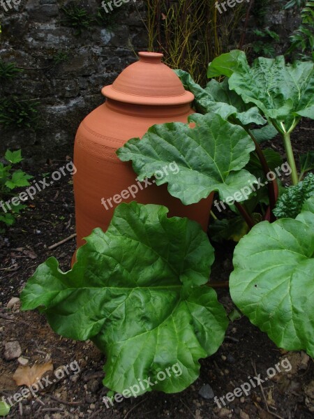 Rhubarb Spring Forcer Garden Fruit