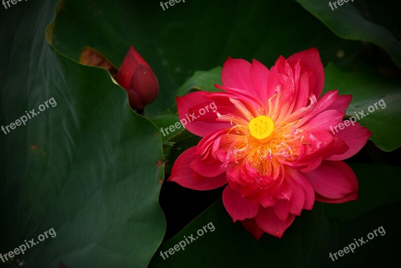 Lotus Flowers Red Nice Blooming Summer