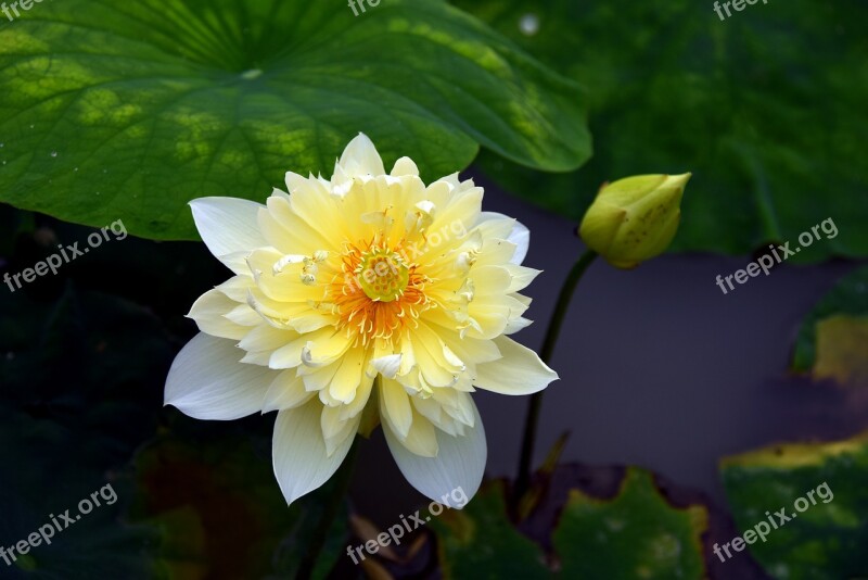 Lotus Flowers Red Nice Blooming Summer