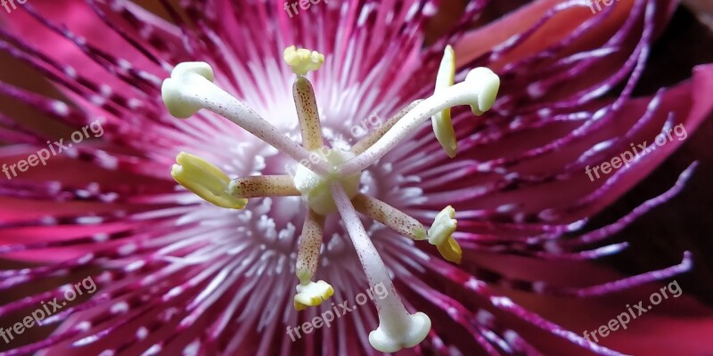 Nature Passion Flowers Macro Purple