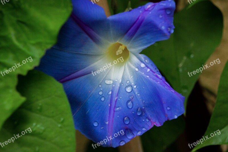 Flower Blue Waterdrop Nature Bloom