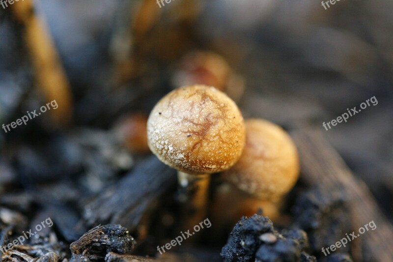 Mushroom Macro Fungus Nature Wildlife