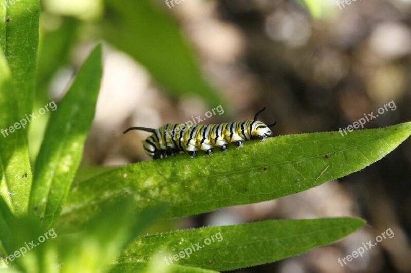 Monarch Caterpillar Monarch Caterpillar Milkweed Insect