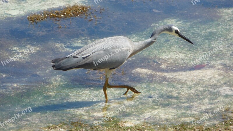 Samoa Sea Water Bird Tropics