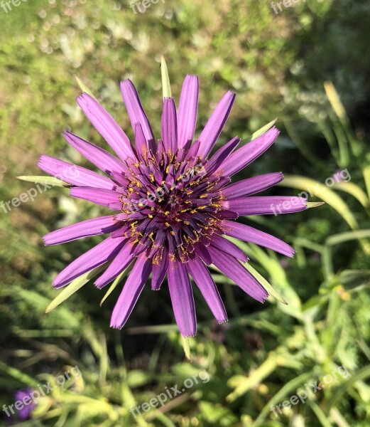 Salsify Flower Bloom Purple Free Photos