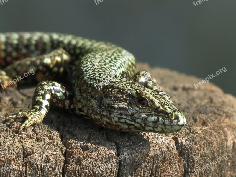 Portrait Lizard Nature Reptile Eye