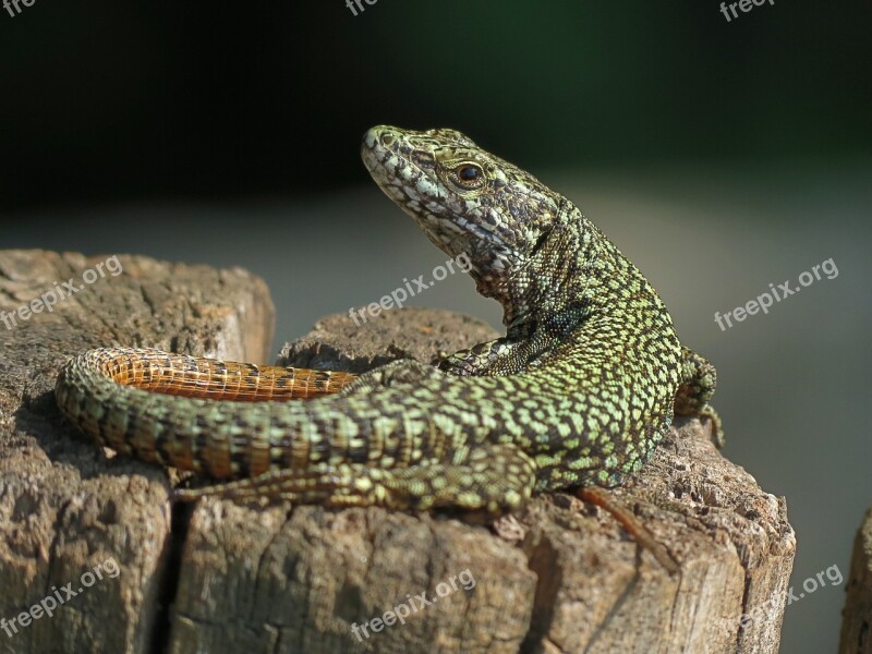 Lizard Sun Nature Reptile Free Photos