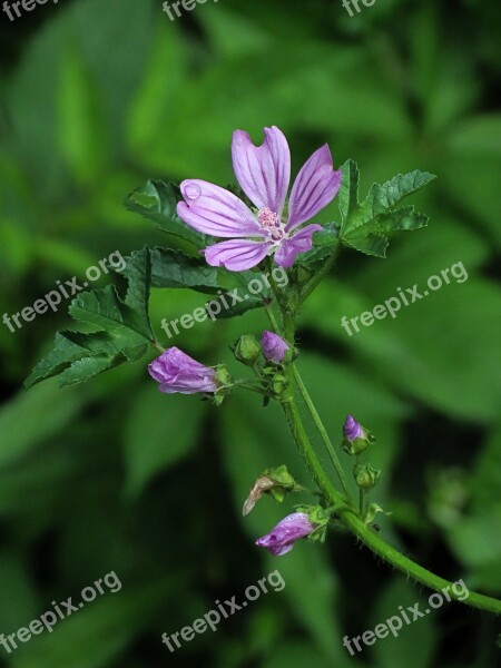 Mauve Flower Nature Green Free Photos