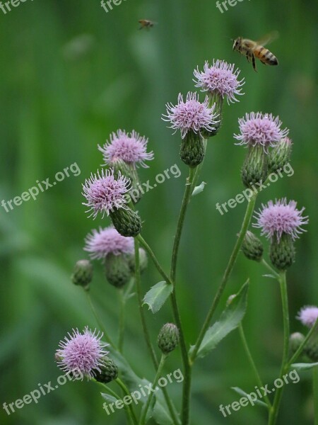 Nature Bee Flowers Insect Pollination