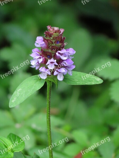 Field Flowers Nature Prato Free Photos